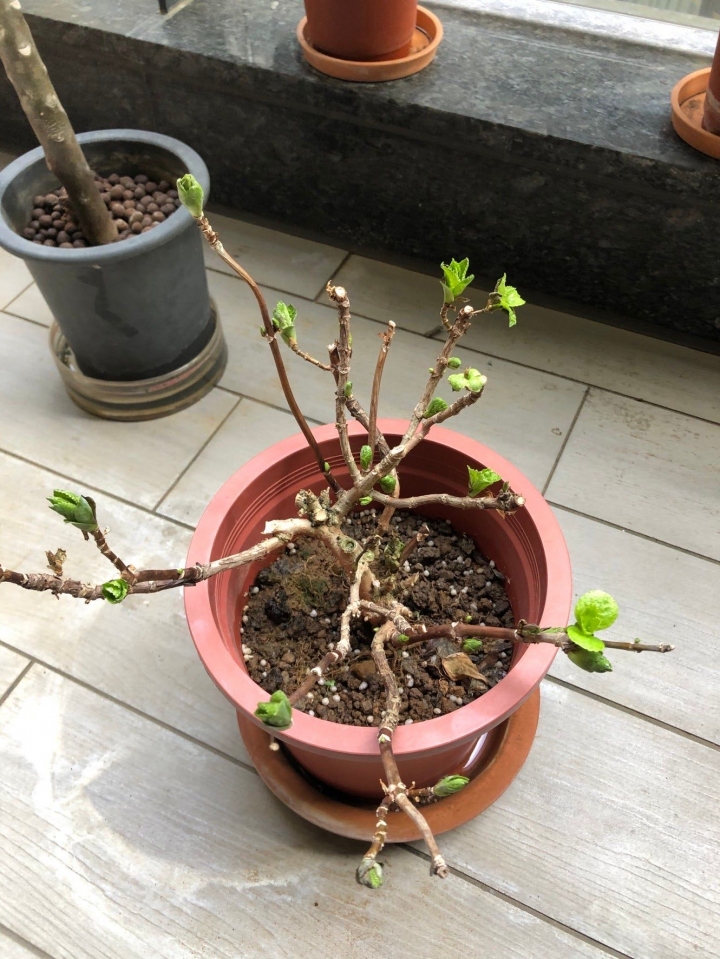 ［請益］繡球花的葉子掉光了怎麼辦😢
