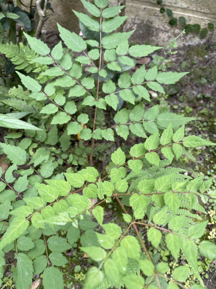請問長滿刺的植物是什麼