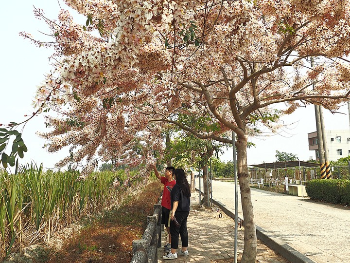 臺南市 西港 金砂里花旗木步道 — 盛開中的花旗木步道，懷想昔日糖鐵點滴