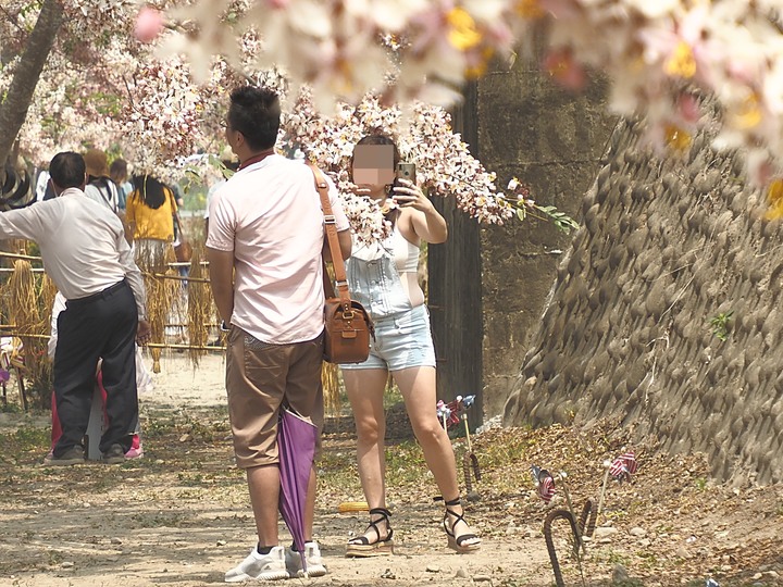 臺南市 西港 金砂里花旗木步道 — 盛開中的花旗木步道,懷想昔日糖鐵點滴