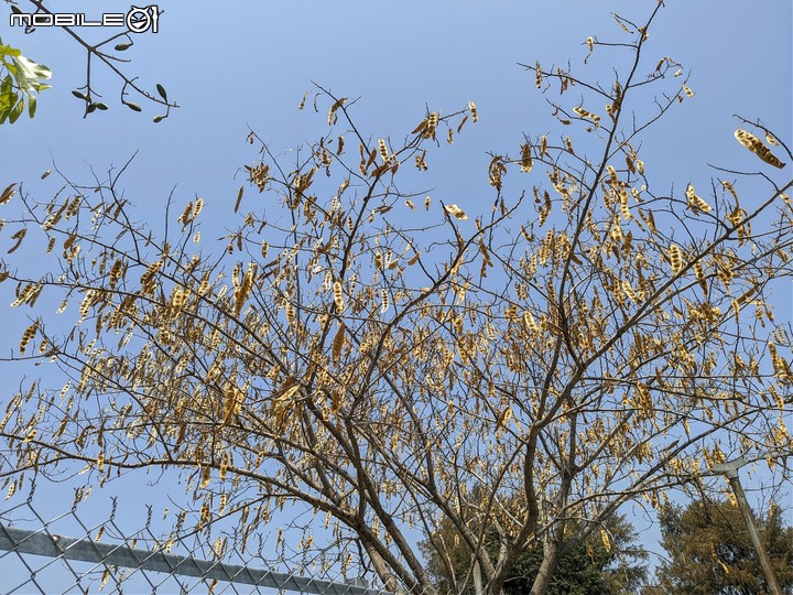 木麻黃 台南市安平區湖濱水鳥公園 04/11