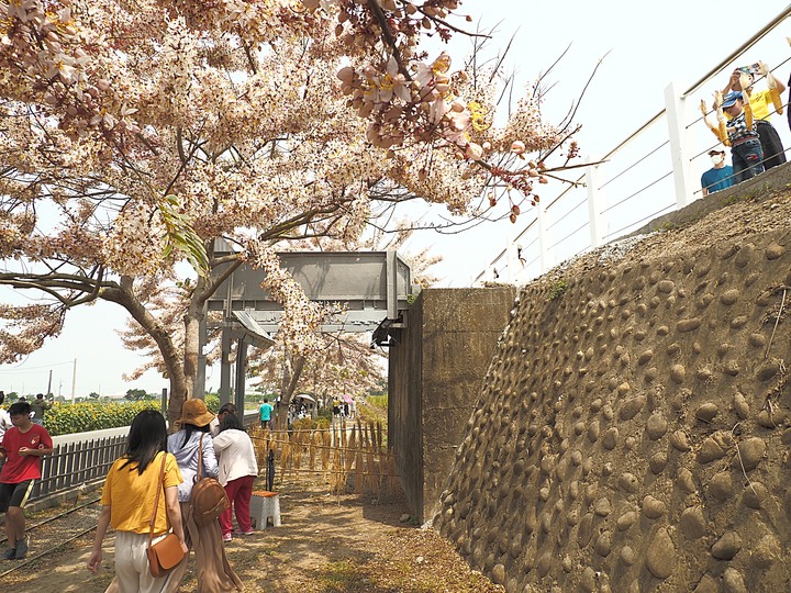 臺南市 西港 金砂里花旗木步道 — 盛開中的花旗木步道,懷想昔日糖鐵點滴
