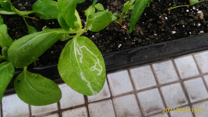 青江菜的葉片上有白色紋路。