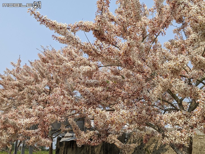 萬壽菊 台南市學甲區光華里 04/03