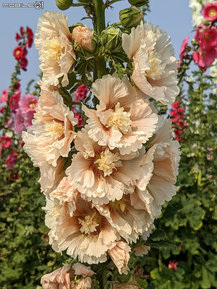 萬壽菊 台南市學甲區光華里 04/03