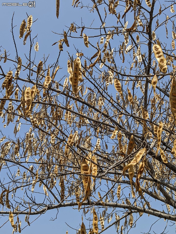 木麻黃 台南市安平區湖濱水鳥公園 04/11