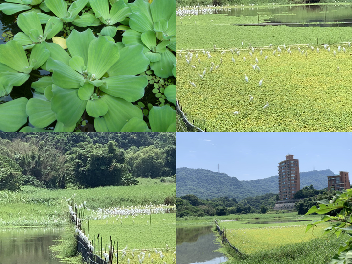 點我看大圖 南港新庄仔埤-獨木舟SUP✕大萍清理