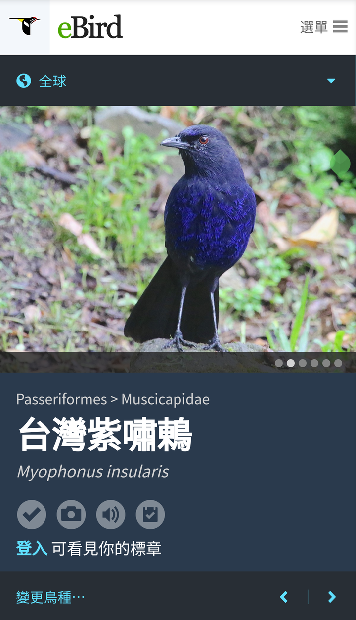 我的新鄰居：臺灣紫嘯鶇