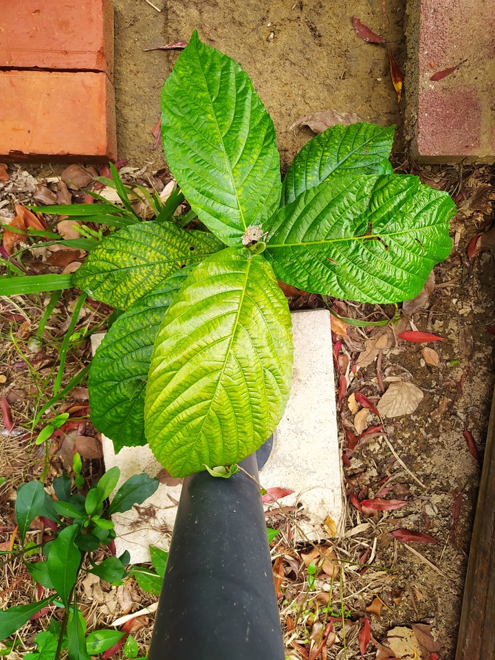 假檢草皮上長的什麼草？另二株是什麼植物？