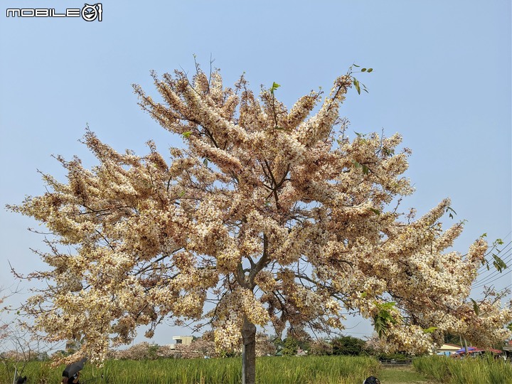 萬壽菊 台南市學甲區光華里 04/03