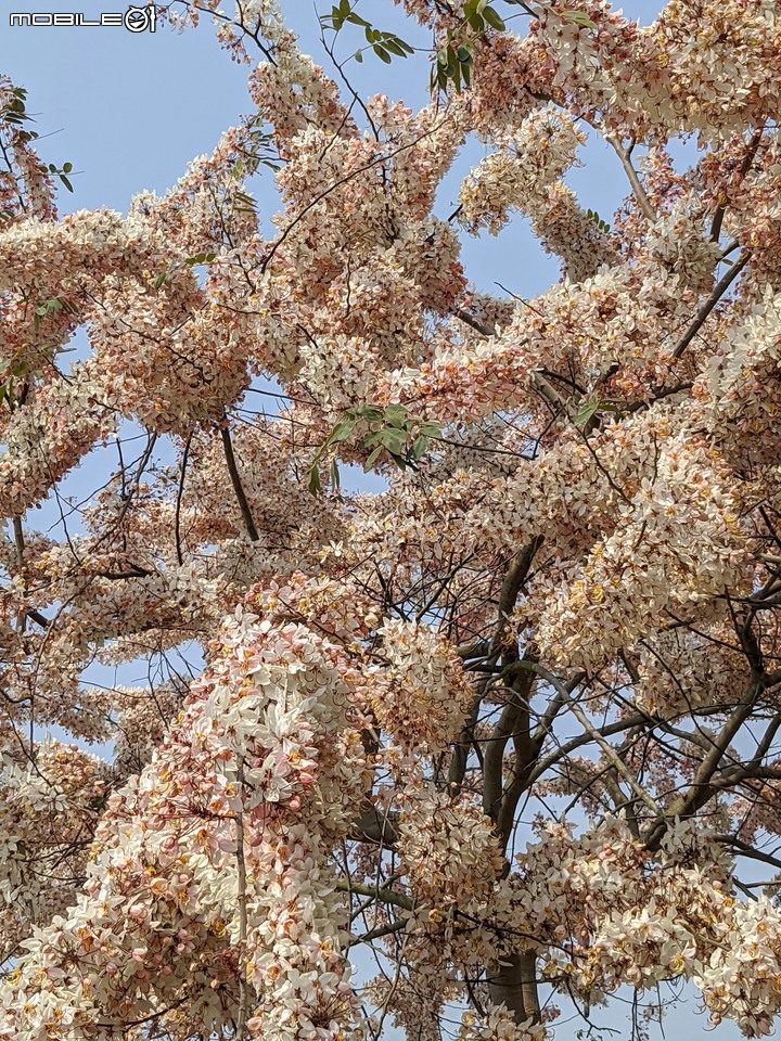 萬壽菊 台南市學甲區光華里 04/03