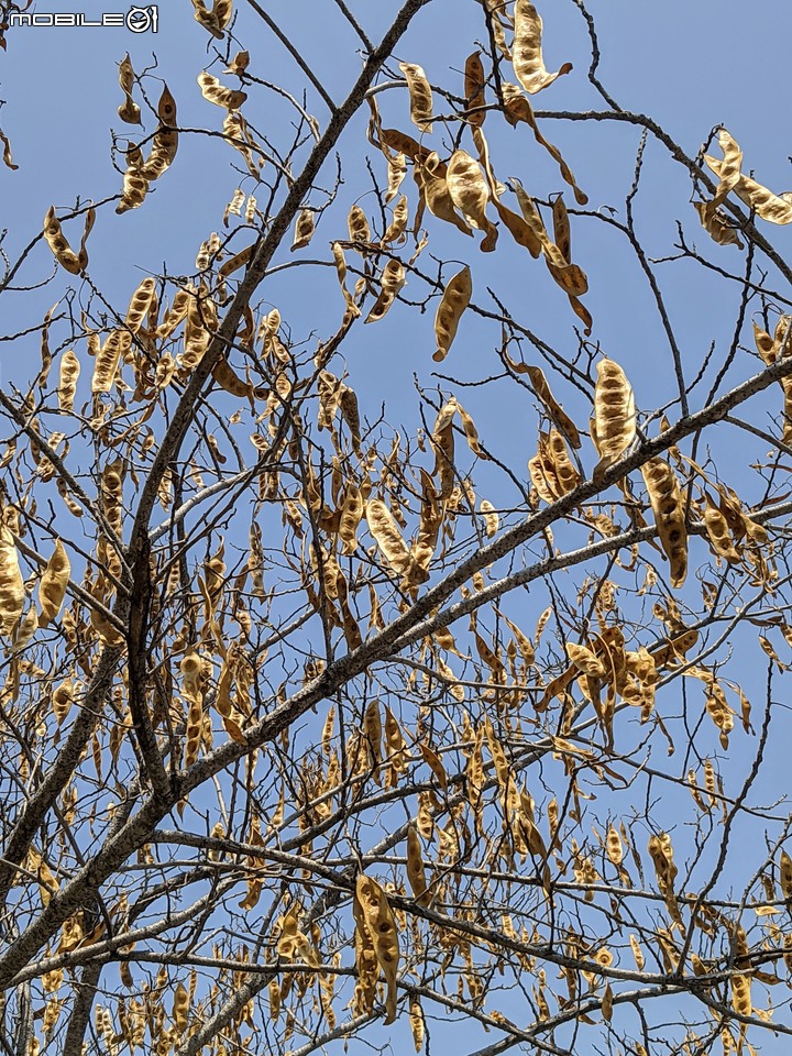 木麻黃 台南市安平區湖濱水鳥公園 04/11