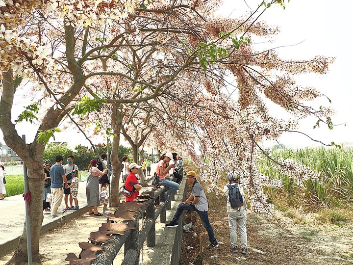 臺南市 西港 金砂里花旗木步道 — 盛開中的花旗木步道,懷想昔日糖鐵點滴