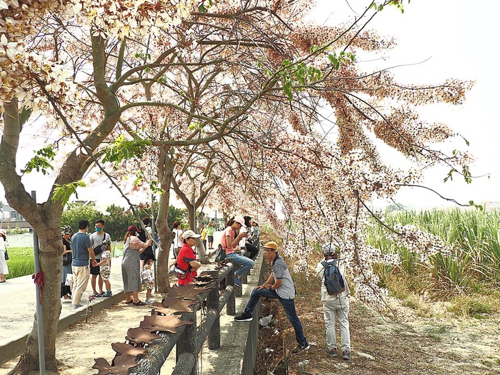 臺南市 西港 金砂里花旗木步道 — 盛開中的花旗木步道，懷想昔日糖鐵點滴