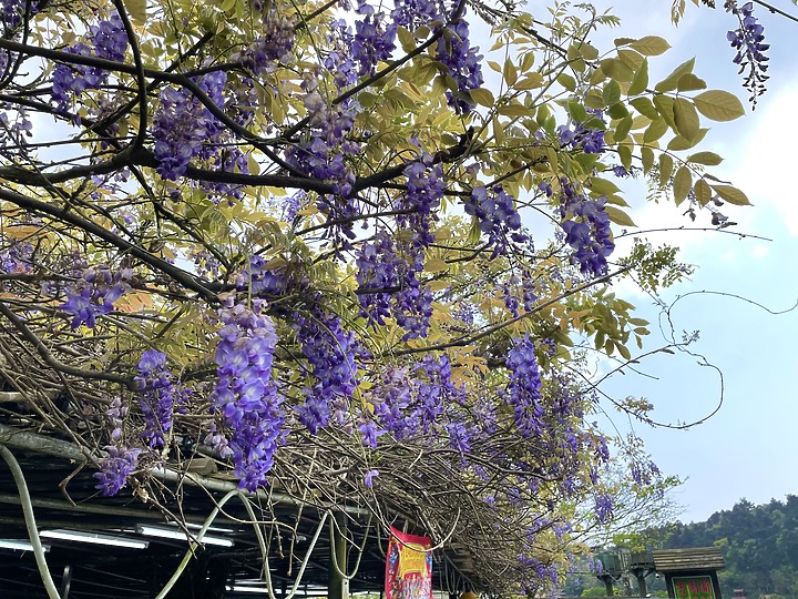 (圖文)閨蜜租車輕旅行！陽明山有吃有玩必訪秘境