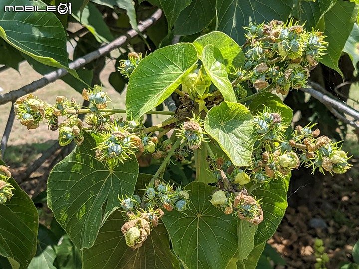 木麻黃 台南市安平區湖濱水鳥公園 04/11
