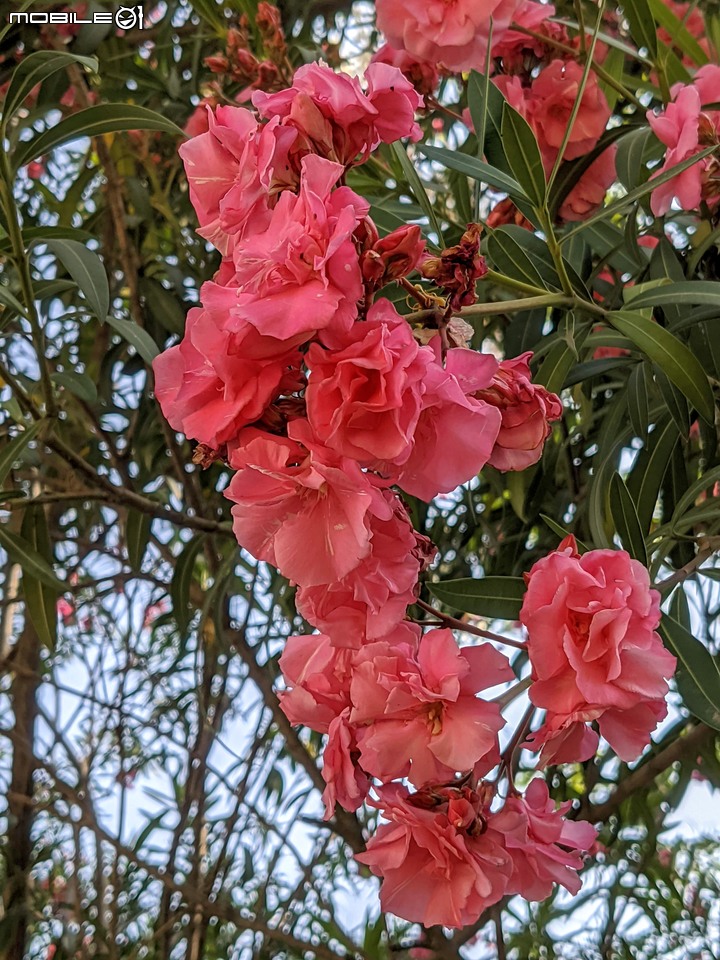 紅花夾竹桃 台南市南區藝術轉角 04/11