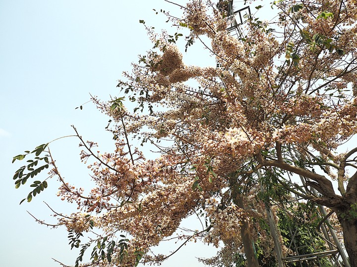 臺南市 西港 金砂里花旗木步道 — 盛開中的花旗木步道，懷想昔日糖鐵點滴