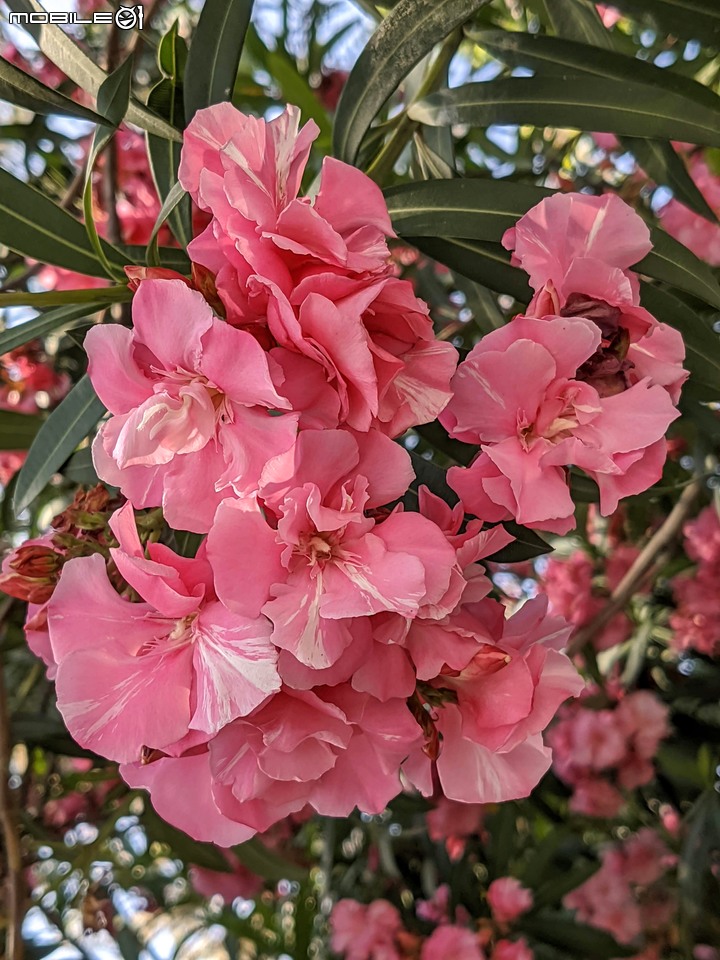 紅花夾竹桃 台南市南區藝術轉角 04/11