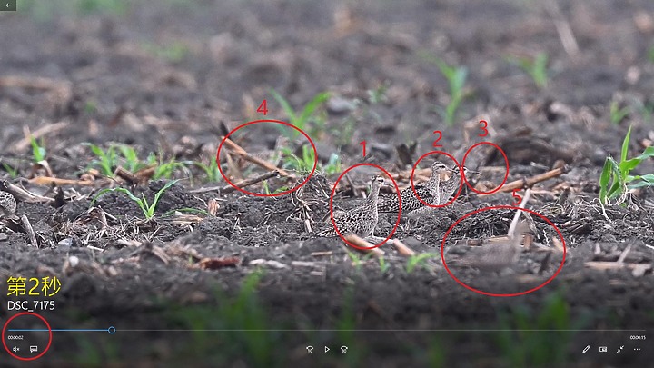 點我看大圖 Z7II為自己家鄉南州記錄13隻小杓鷸過境紀錄