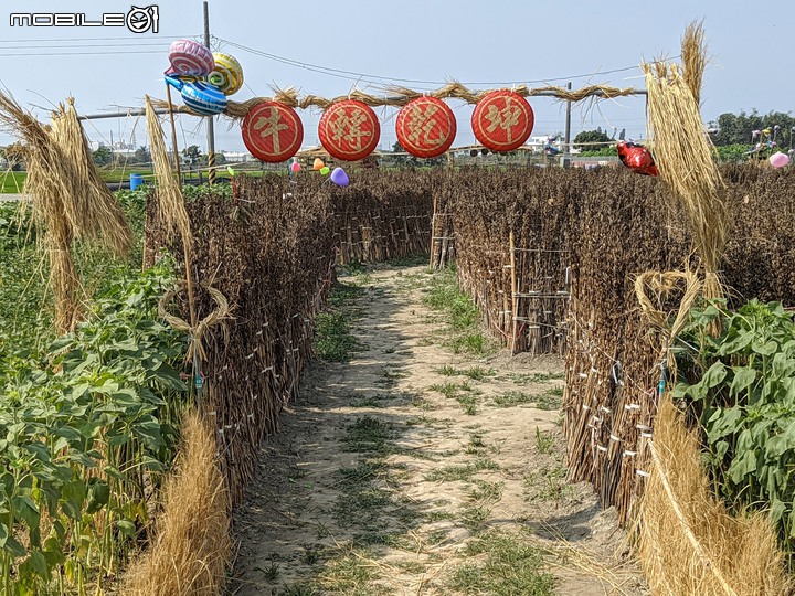萬壽菊 台南市學甲區光華里 04/03