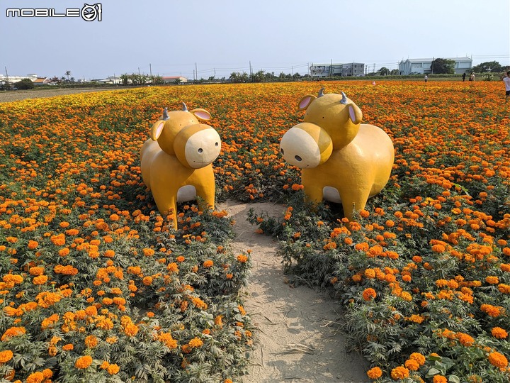 萬壽菊 台南市學甲區光華里 04/03