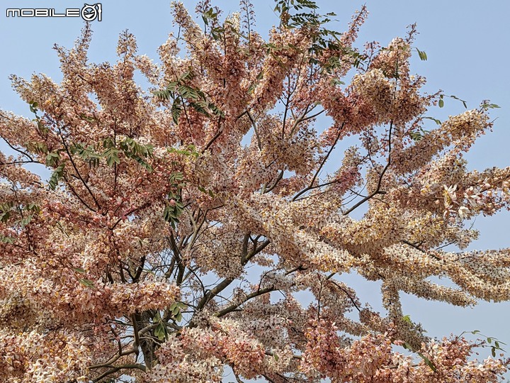 萬壽菊 台南市學甲區光華里 04/03