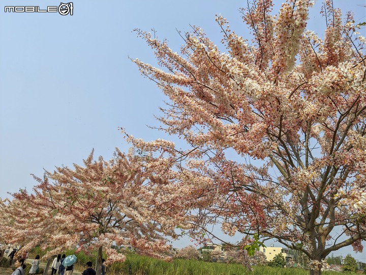萬壽菊 台南市學甲區光華里 04/03