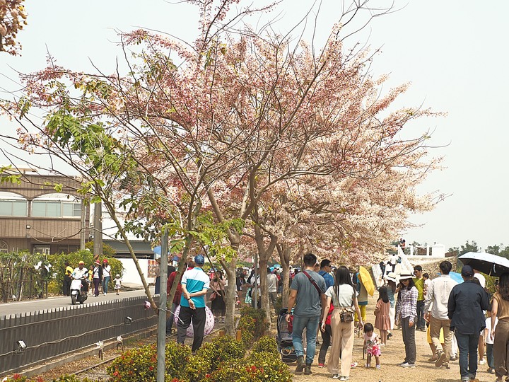 臺南市 西港 金砂里花旗木步道 — 盛開中的花旗木步道，懷想昔日糖鐵點滴