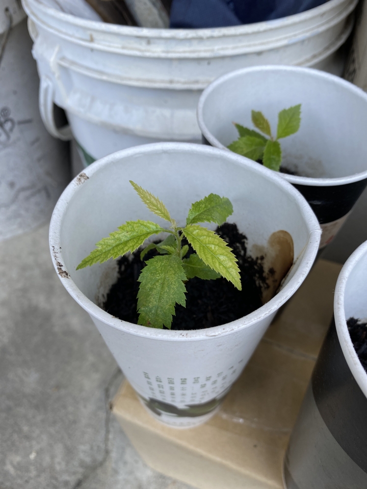 櫻花實生苗生病