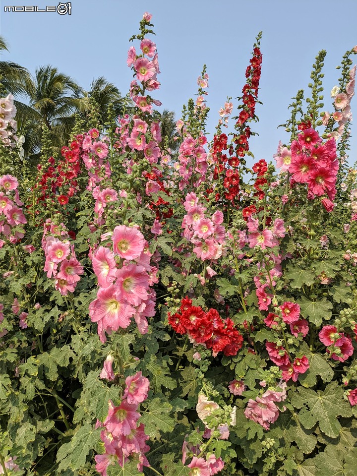 萬壽菊 台南市學甲區光華里 04/03