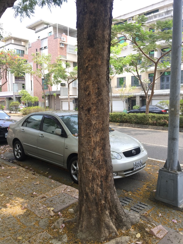 請問這是什麼樹？