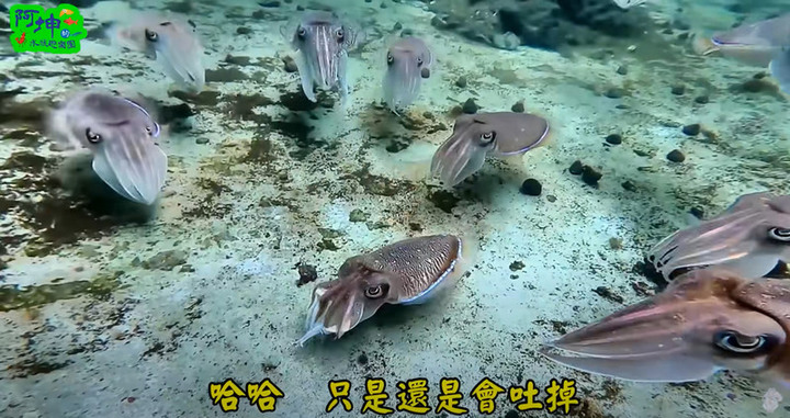 花枝真的好可愛