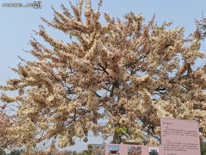 萬壽菊 台南市學甲區光華里 04/03
