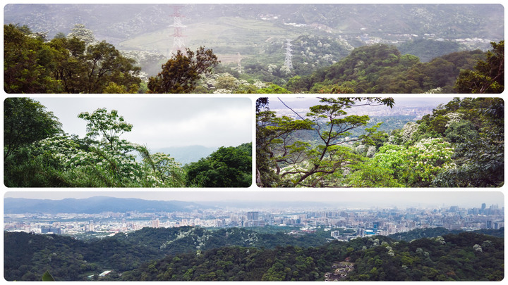 【2021新北桐花季】土城桐花賞螢步道、天上山、五城山、太極嶺、甘露公園環形路線