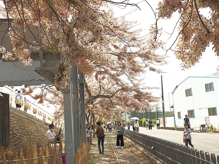 臺南市 西港 金砂里花旗木步道 — 盛開中的花旗木步道,懷想昔日糖鐵點滴