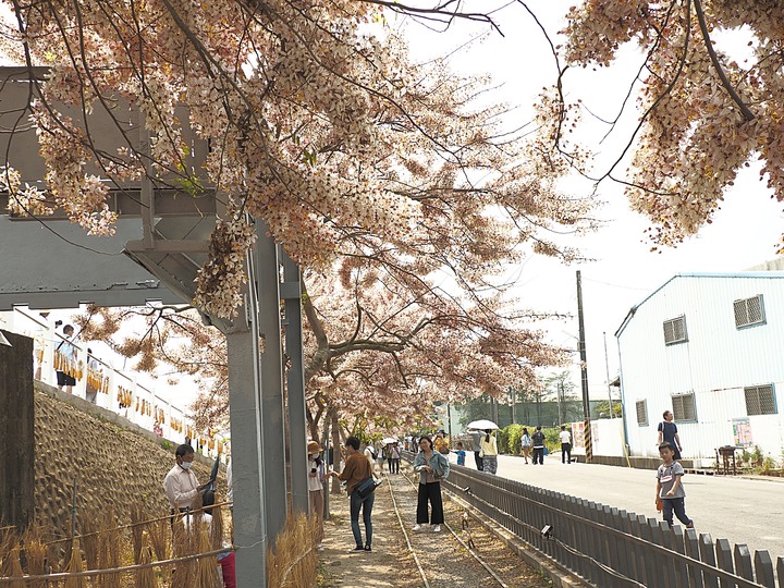 臺南市 西港 金砂里花旗木步道 — 盛開中的花旗木步道，懷想昔日糖鐵點滴