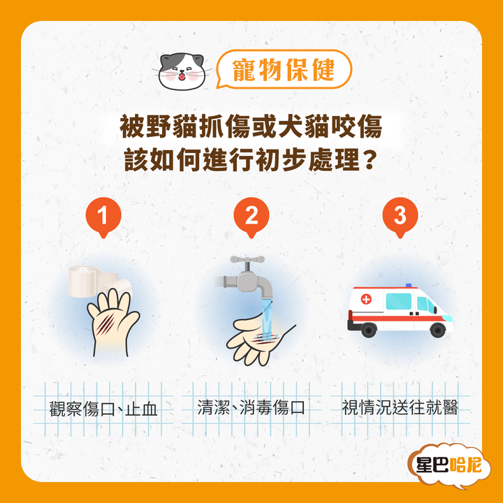 寵物保健｜不小心被貓咪抓傷怎麼辦？無需緊張一秒鐘給你答案
