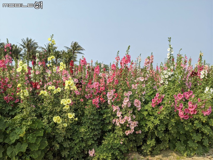 萬壽菊 台南市學甲區光華里 04/03