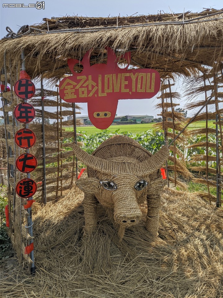 萬壽菊 台南市學甲區光華里 04/03
