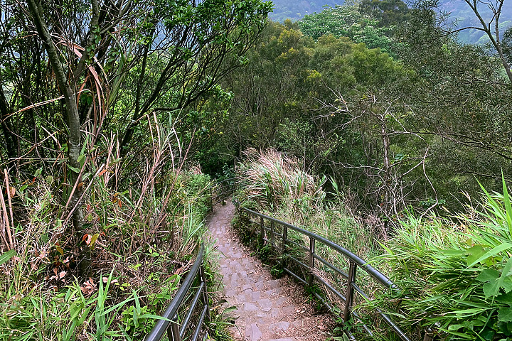 新竹芎林｜飛鳳山．觀日坪步道｜來看板根樹．順便撿個小百岳