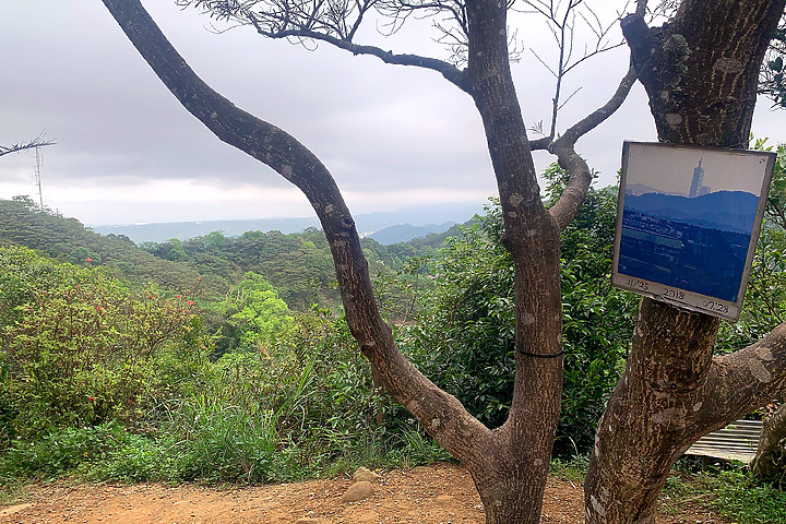 新竹芎林｜飛鳳山．觀日坪步道｜來看板根樹．順便撿個小百岳