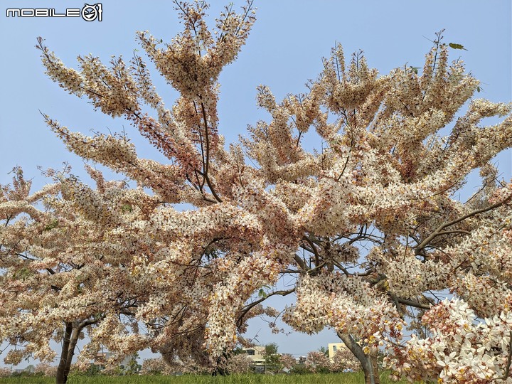 萬壽菊 台南市學甲區光華里 04/03