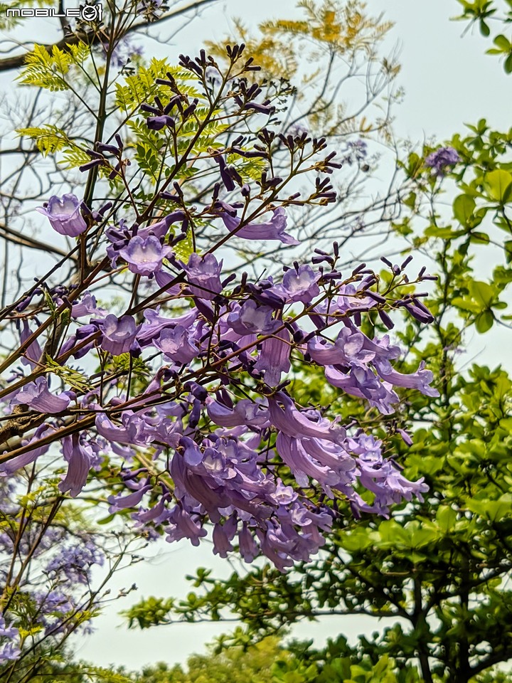 藍花楹 台南市安平區府平公園 04/05