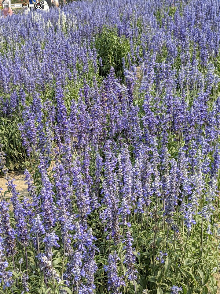 萬壽菊 台南市學甲區光華里 04/03