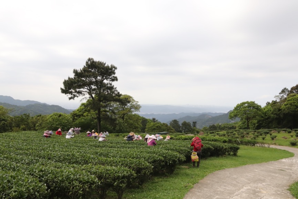 V60出遊 and 原廠下護板安裝心得