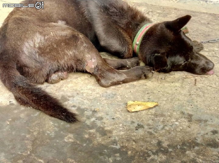 疑似狗狗打群架 照生會貓狗119接獲報案 前往救援受傷的狗狗