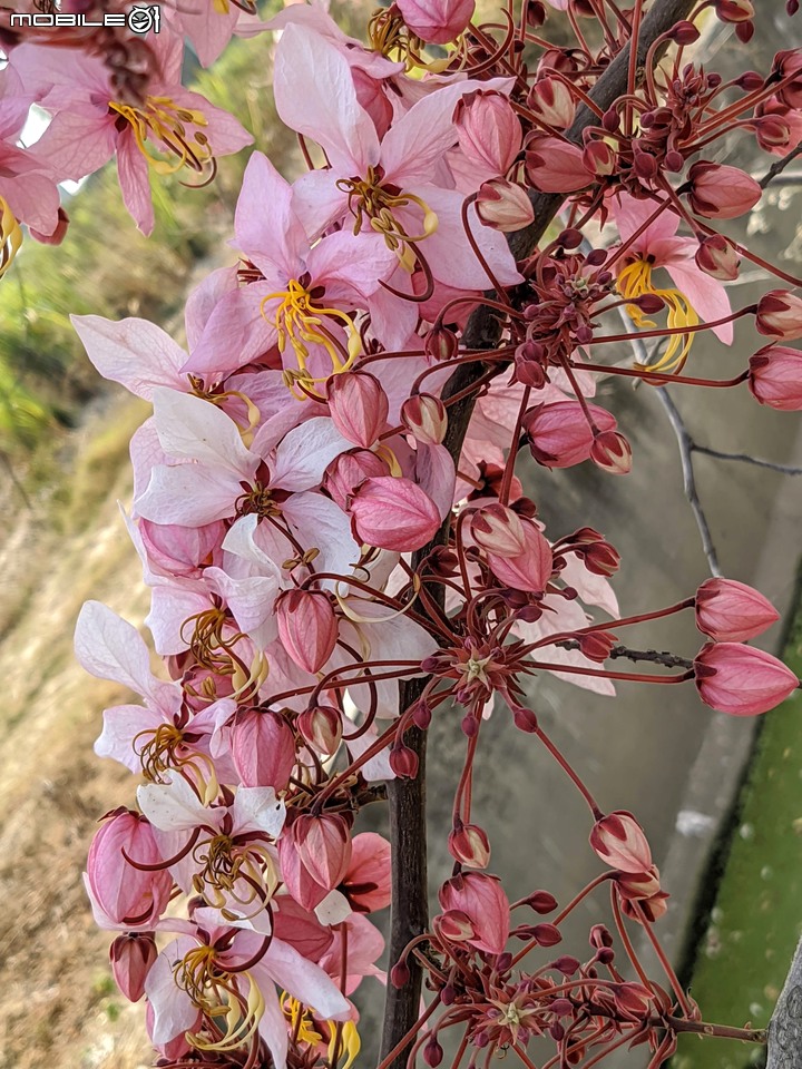 萬壽菊 台南市學甲區光華里 04/03