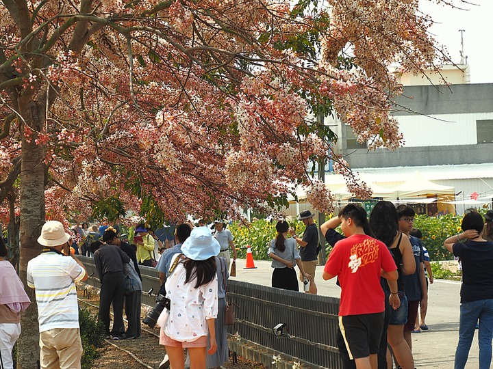 臺南市 西港 金砂里花旗木步道 — 盛開中的花旗木步道，懷想昔日糖鐵點滴