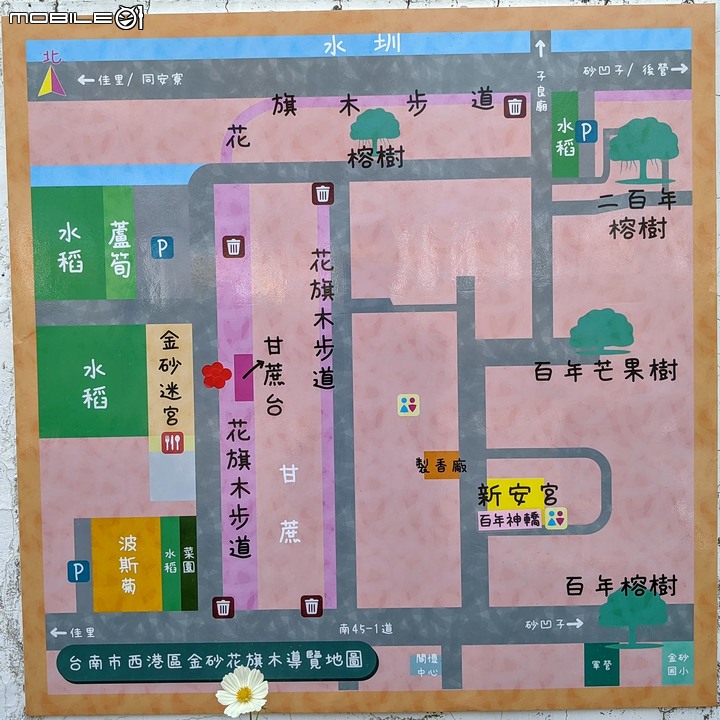 萬壽菊 台南市學甲區光華里 04/03